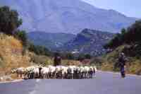 photos_crete07.jpg (233 K)