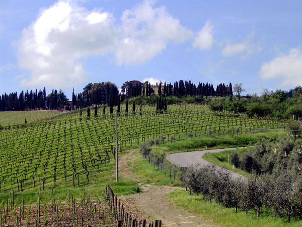 09_les_vignes_du_chianti