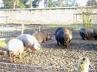 12_hameau_de_la_reine