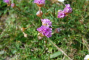 sdk_2010-05-20_14-23-14.jpg (113 K)