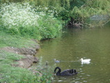 Cygne noir de Chartwell