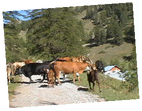 image005