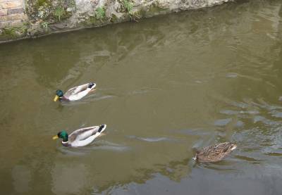 Les canards qui barbotent dans l'Yvette