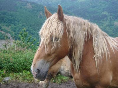 Faudrait aller chez le coiffeur