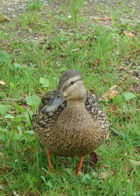 Canard de Ludwigshafen