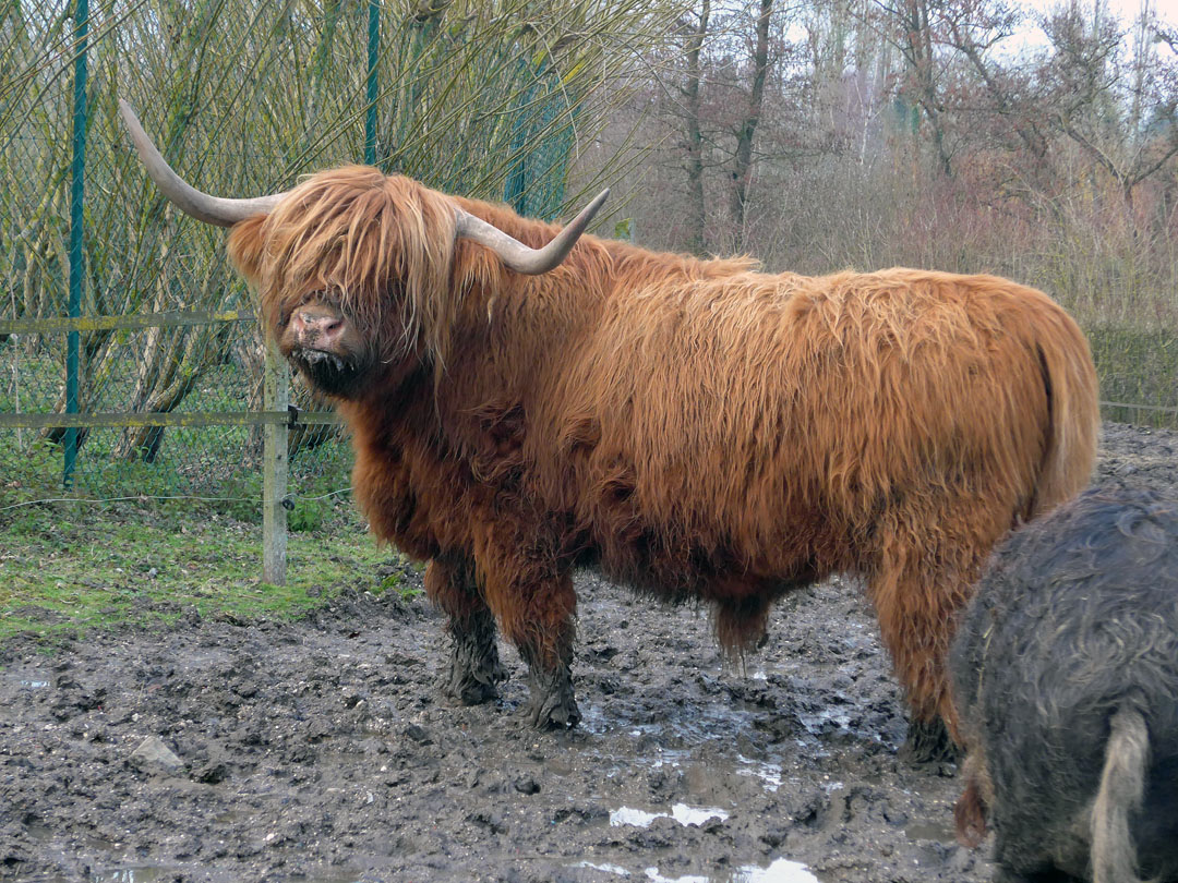 pedicyclette_2016_12