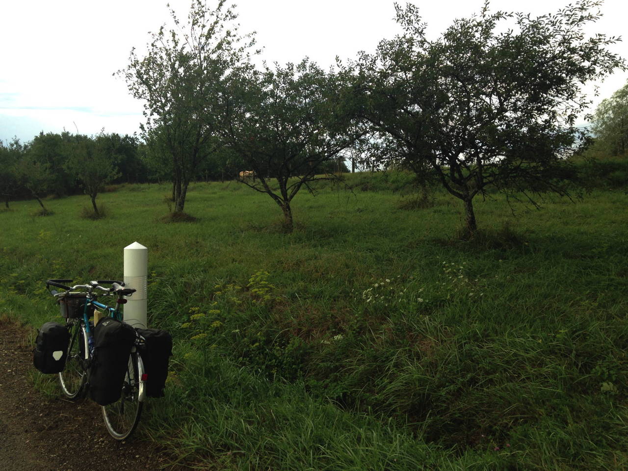 Les cerisiers d'Henri