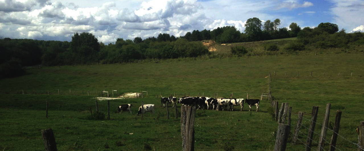 Les vaches
          gardent les plateaux autour du site de l'ANDRA