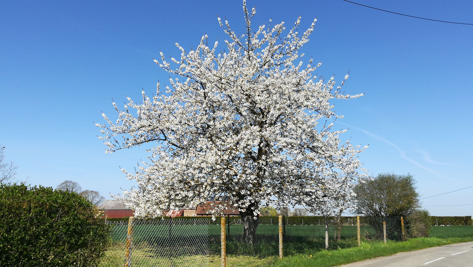 Bailleul: cerisier ou pommier ?