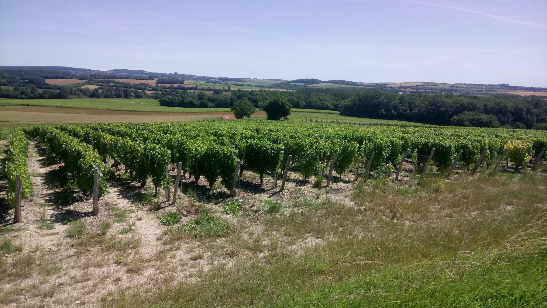 Vignes pr&egrave;s de
          Mennetou Salon