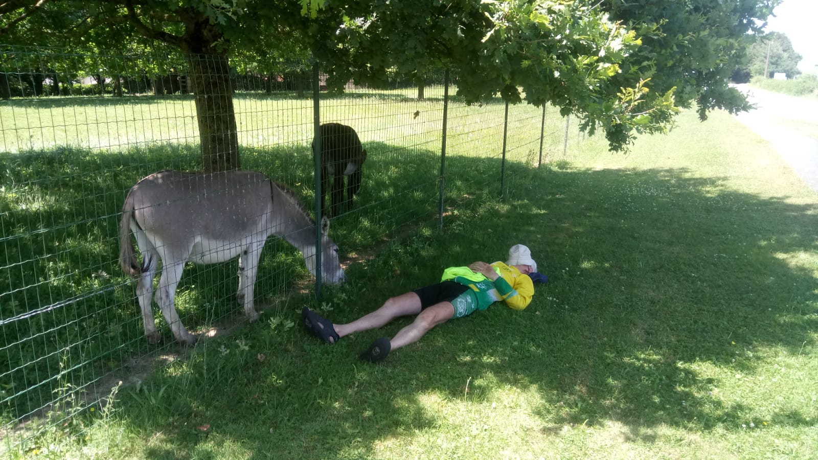 Il y a des
          &acirc;nes &agrave; Requista