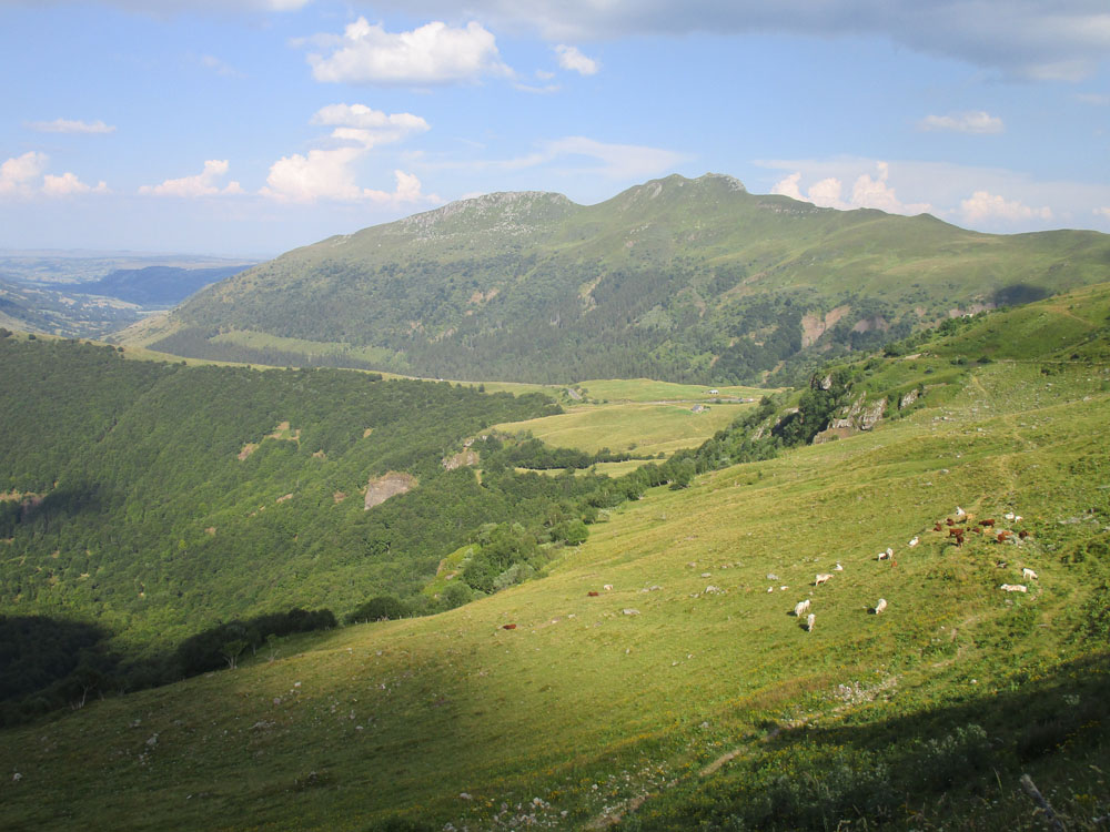 Flèche Abeille de Perpignan