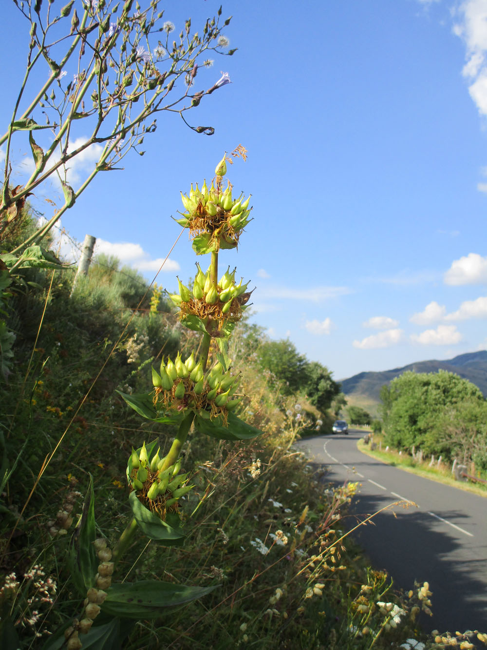 Flèche Abeille de Perpignan