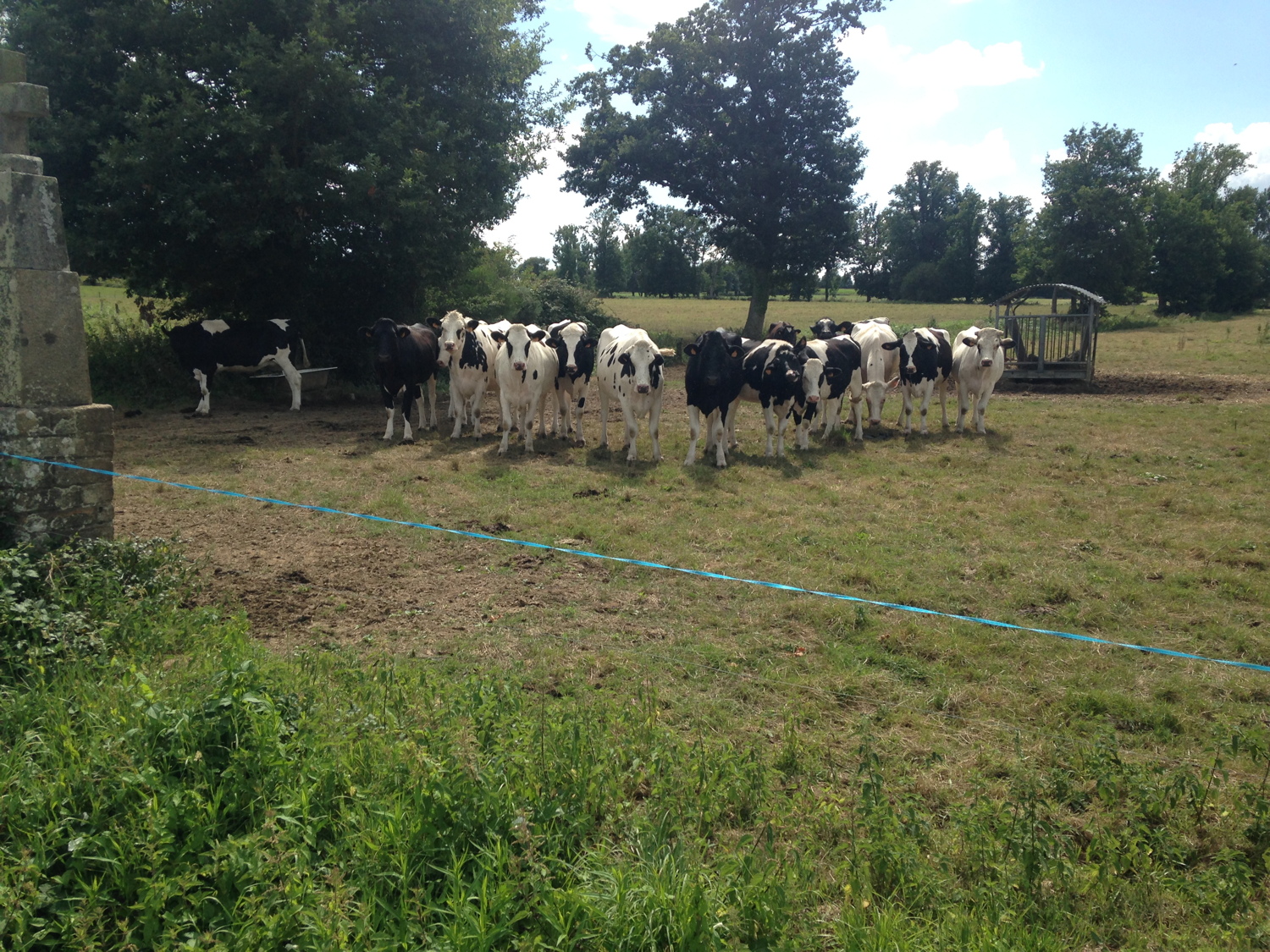 Des petites
          bretonnes ! Depuis le temps que j'en cherchais ! Ce ne sont
          pas des grosses Holstein