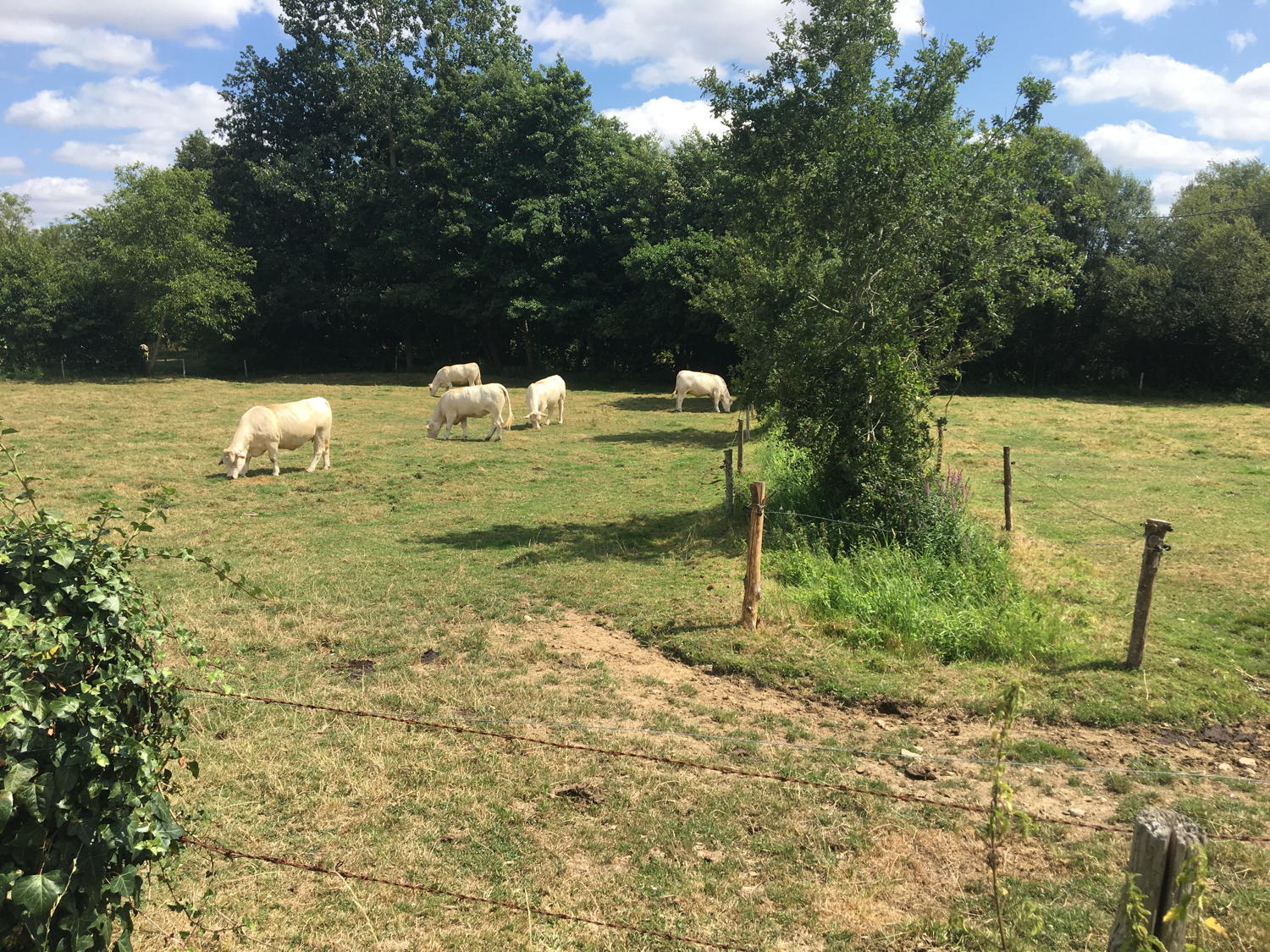 Guipry
              Surdon