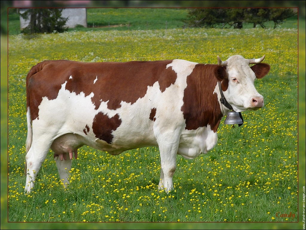 Vache