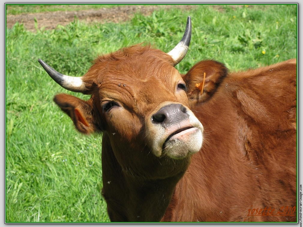 Vache