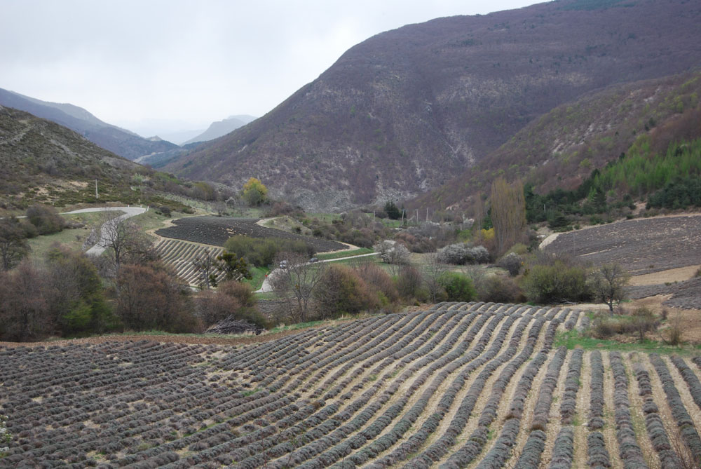 Champs de
            lavande