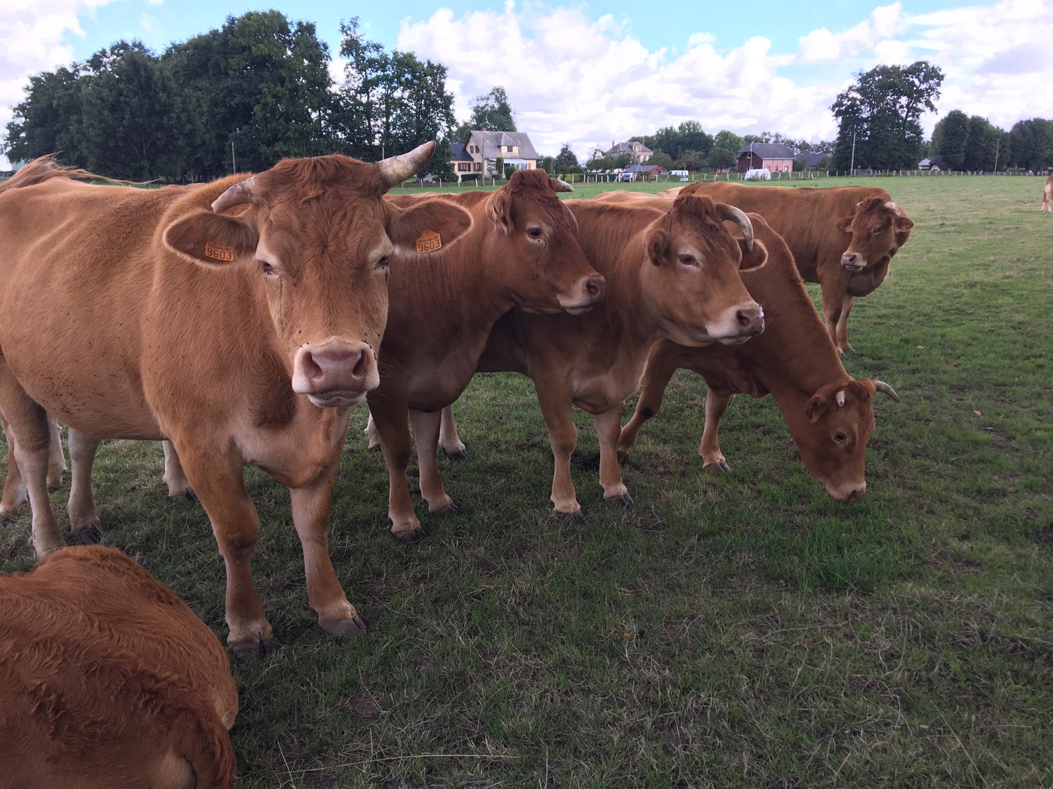 Vaches immigrées clandestines