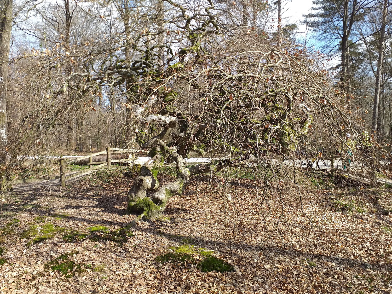 S&eacute;jour Abeille