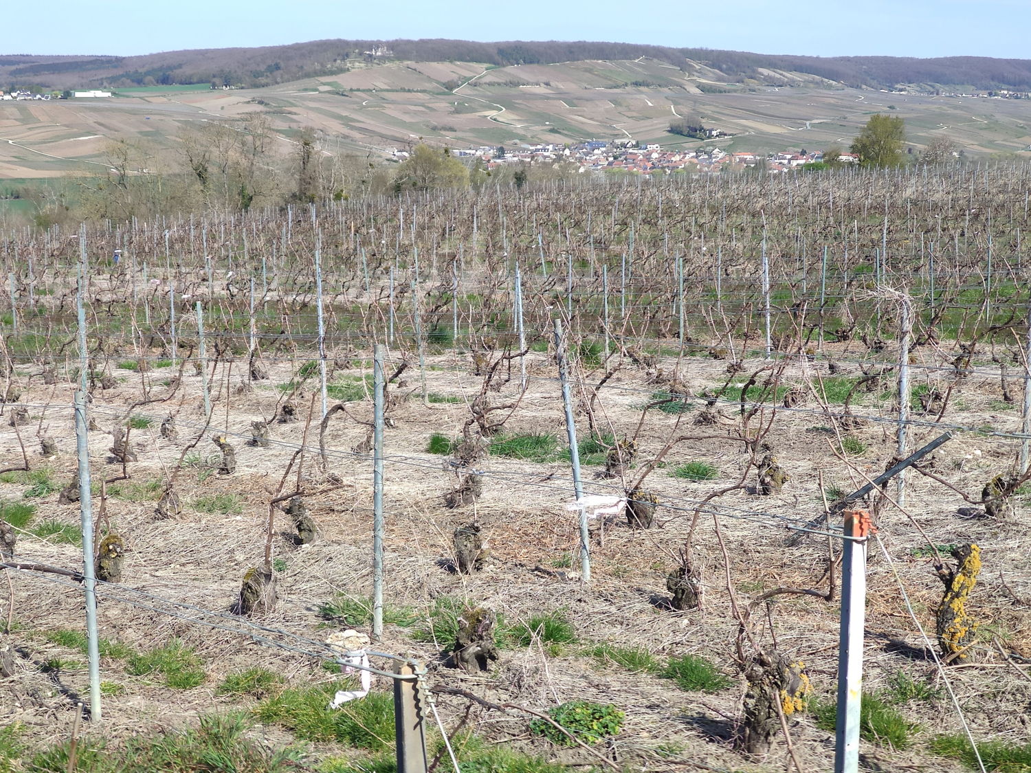 S&eacute;jour &agrave; Epernay