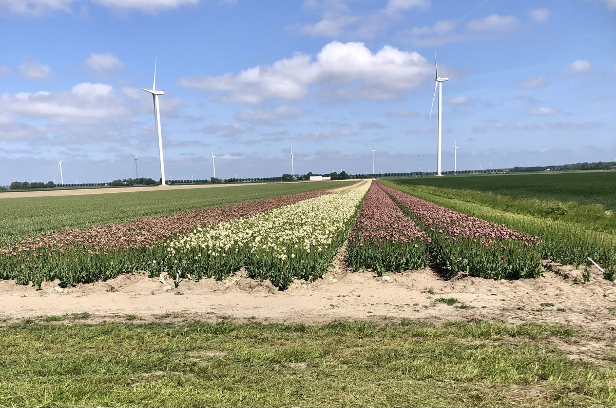 Séjour en Hollande septentrionale