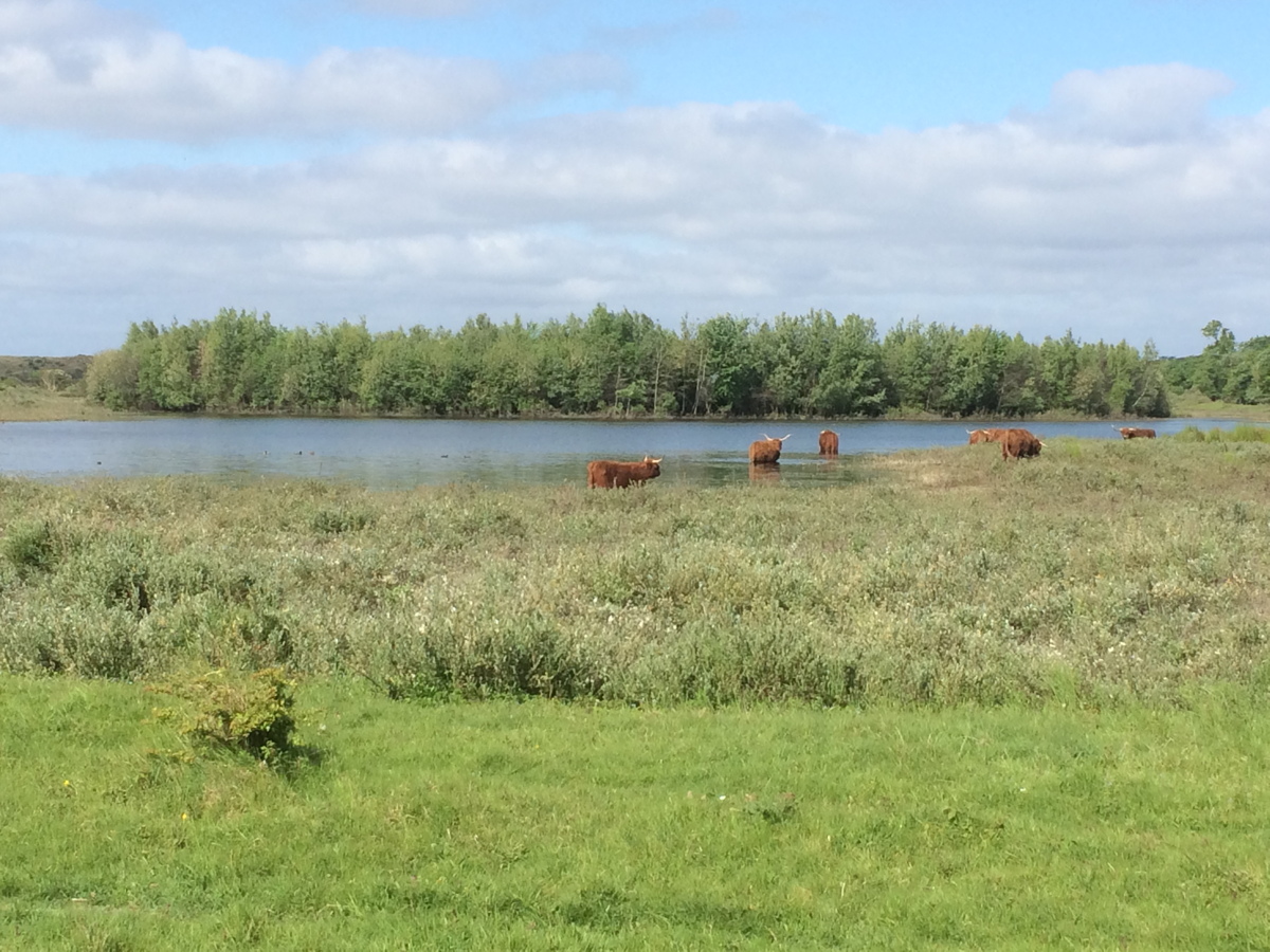 Hollande
                septentrionale